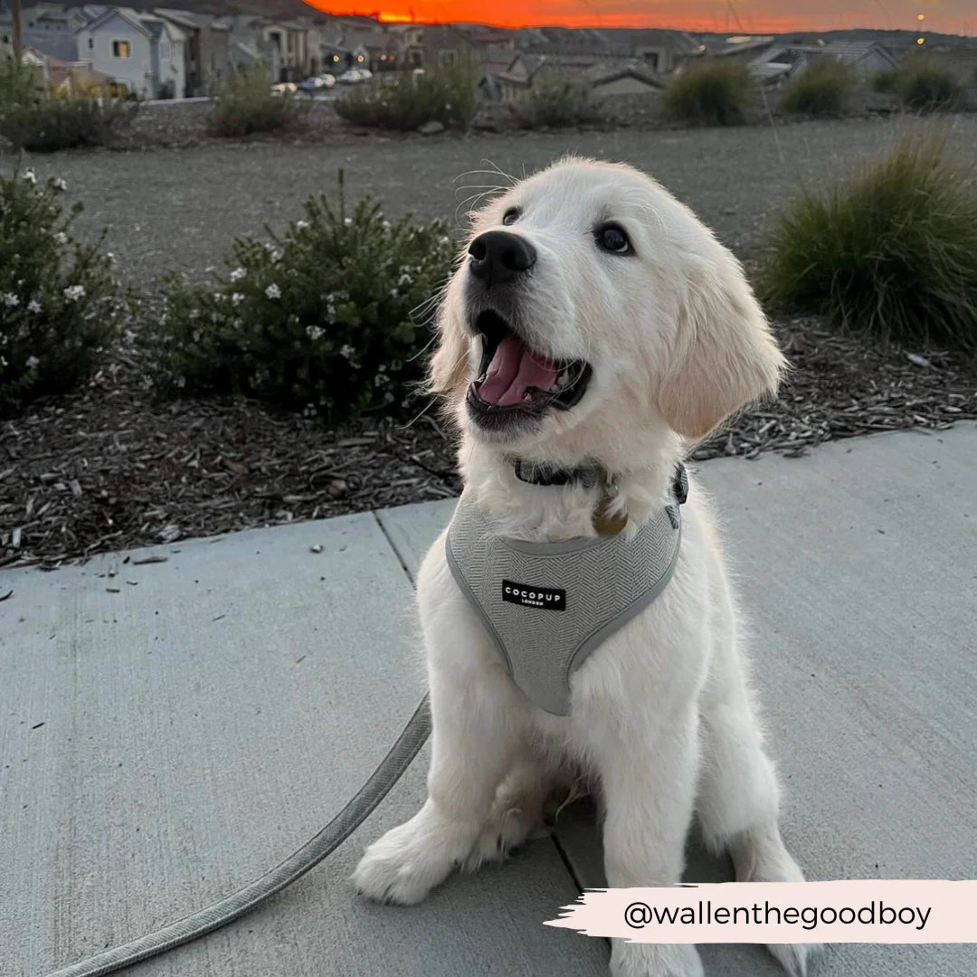 Sage Tweed Adjustable Neck Harness