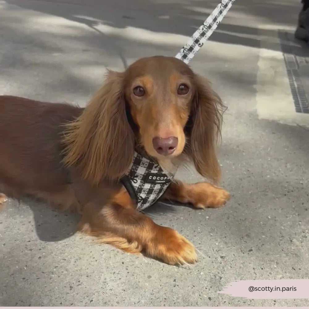 Pup In Paris Adjustable Neck HARNESS